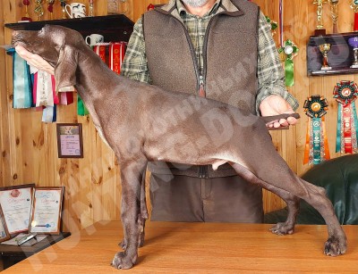 Щенок курцхаар